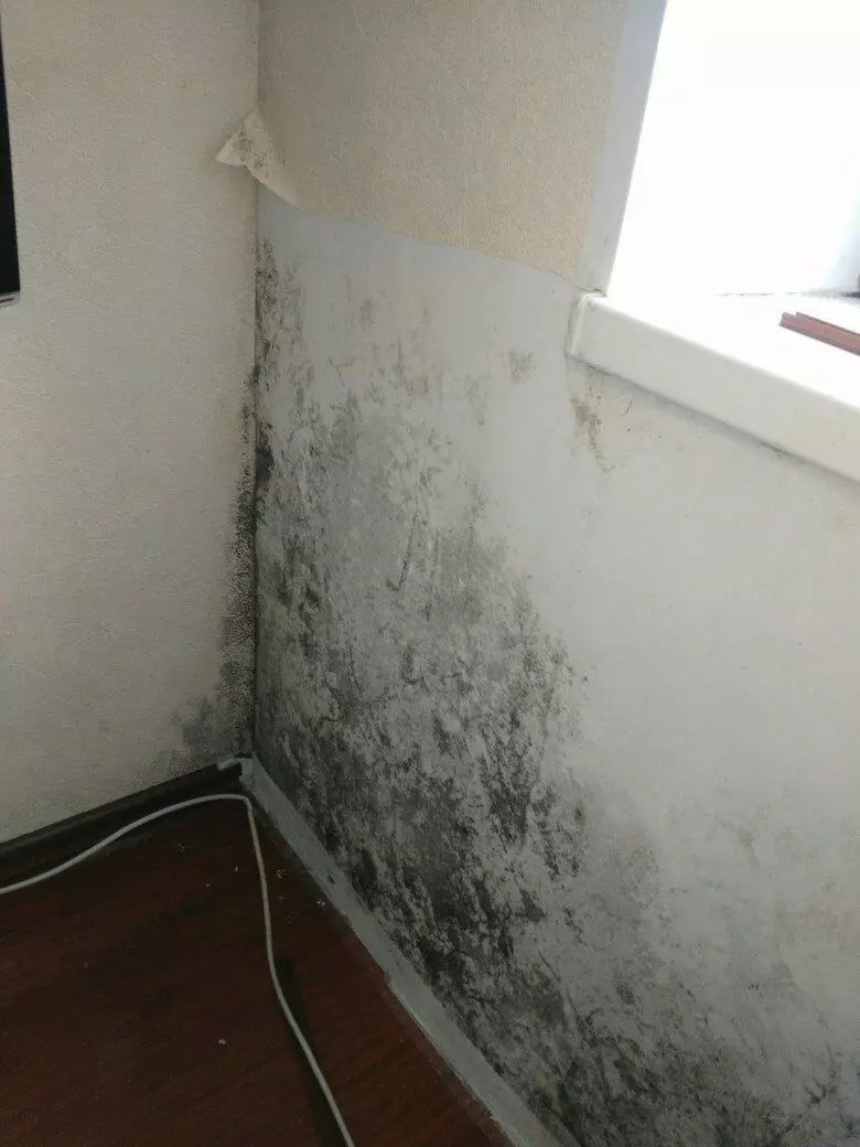 O que tratar paredes do mofo antes de soprar papel de parede