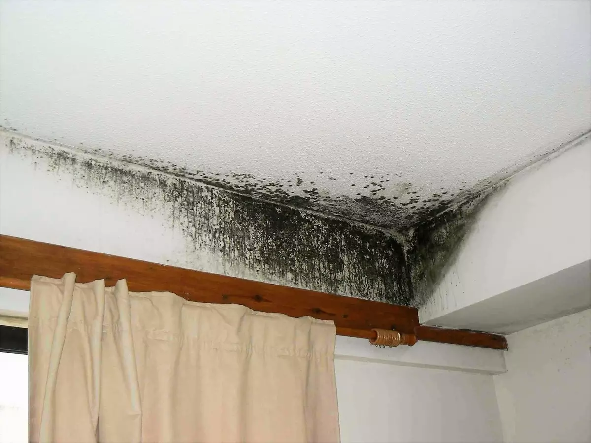 What to treat walls from mold before blowing wallpaper