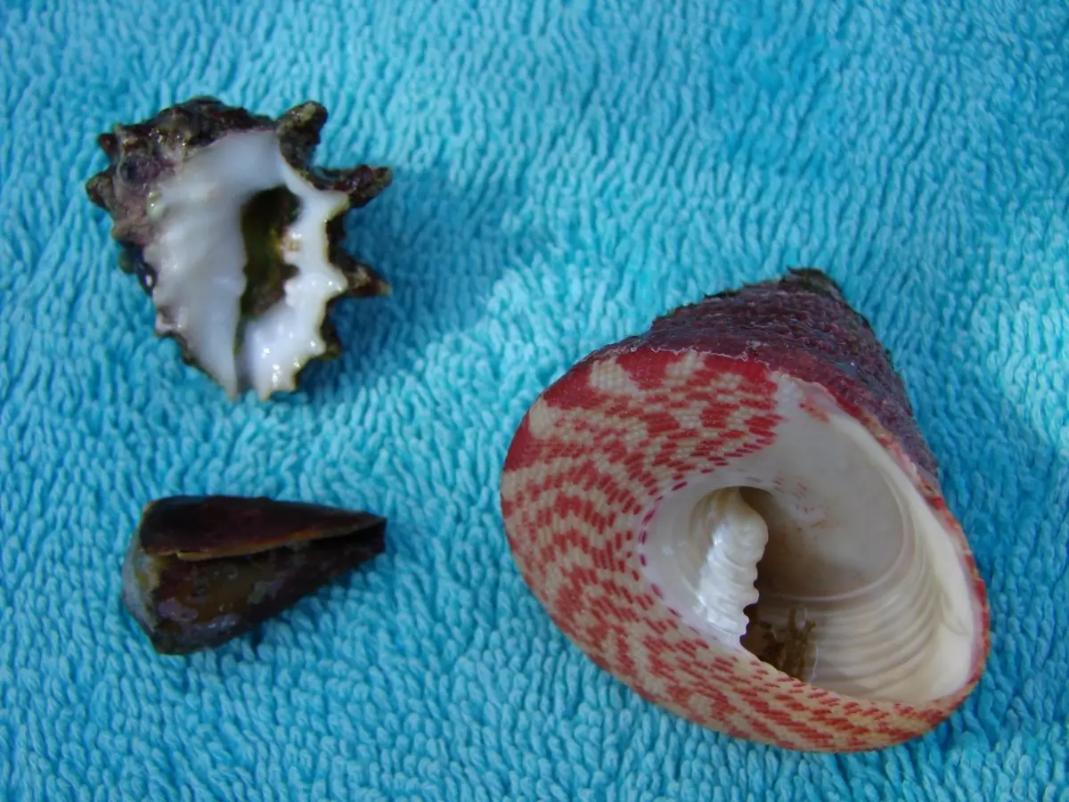 Uso de conchas marinas en diseño: Top 5 ideas originales