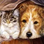 W domu zwierząt: zasady projektu mieszkania, jeśli masz psa lub kota
