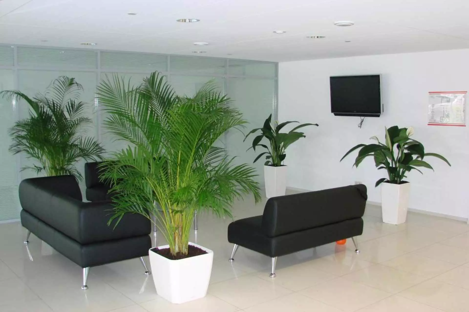 Phytodesign in the interior