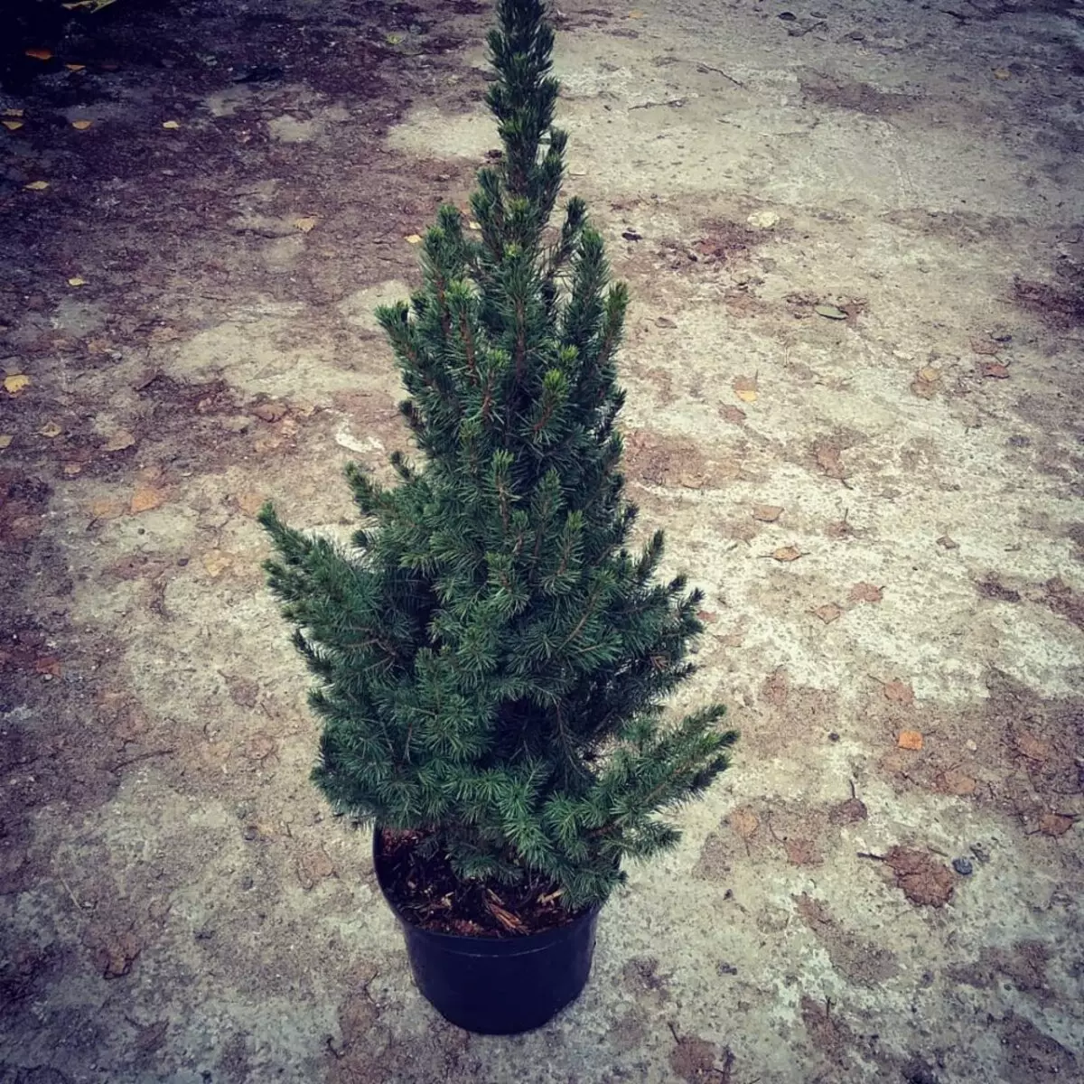 Árbol de Navidad vivo en su olla en casa