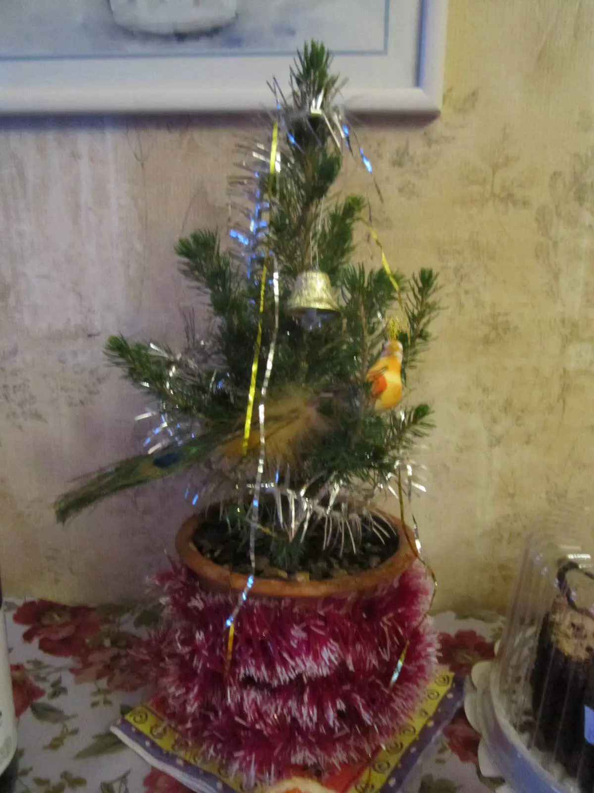 Живим божићно дрвце у вашем лонцу код куће