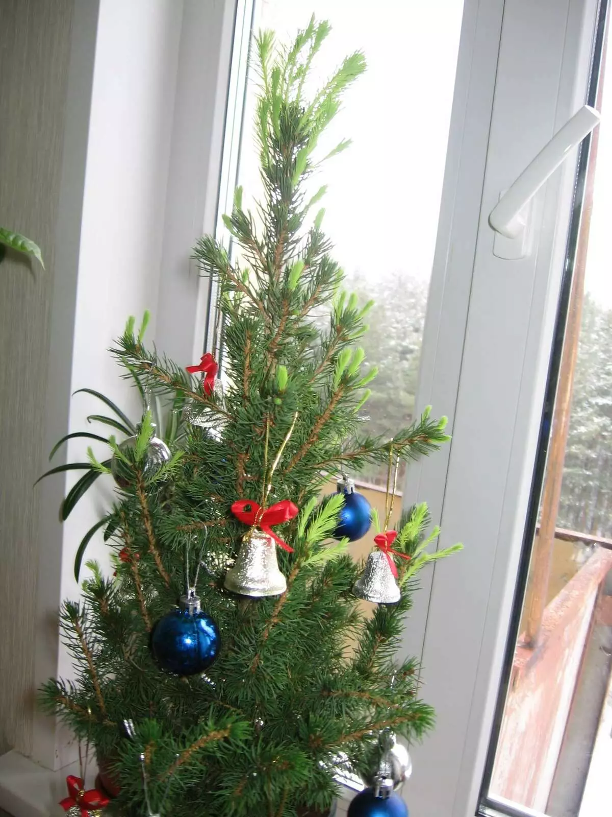 العيش شجرة عيد الميلاد في وعاء الخاص بك في المنزل