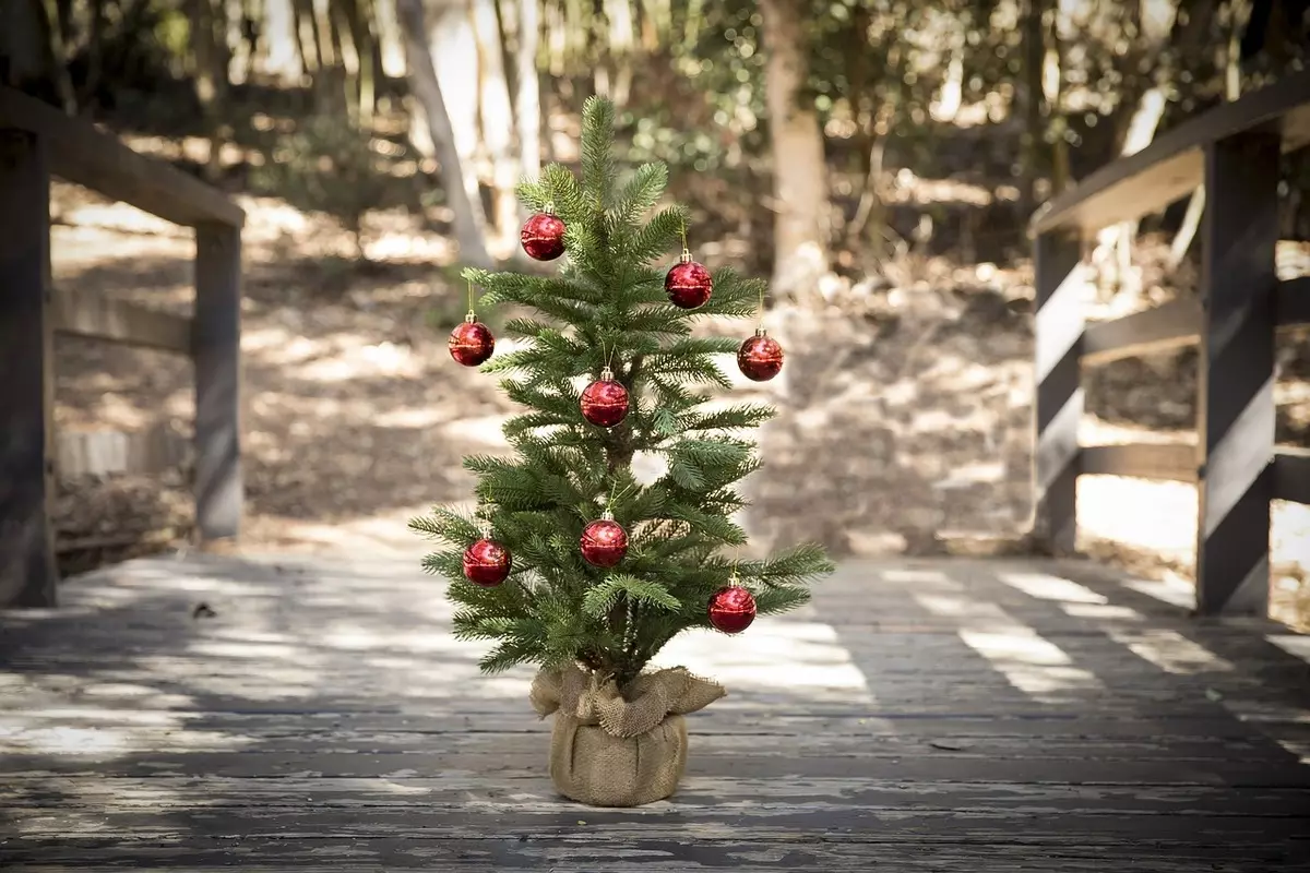 Живим божићно дрвце у вашем лонцу код куће