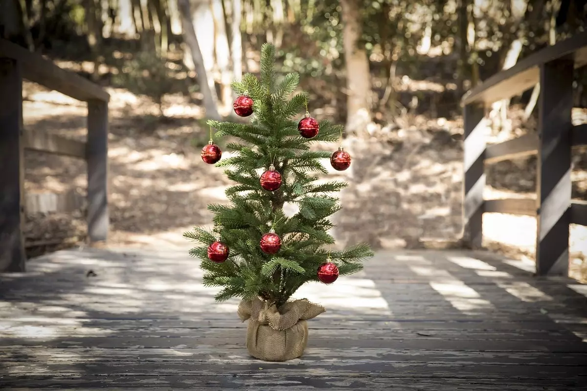 Árbol de Navidad vivo en su olla en casa