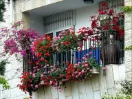 Gradat-Blumen auf dem Balkon in Kästen, Töpfen und Brei!