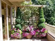 Gradat-Blumen auf dem Balkon in Kästen, Töpfen und Brei!