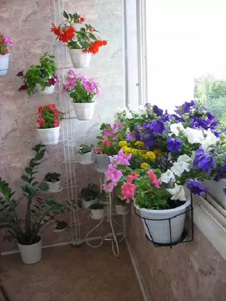 Gradate bunga di balkon dalam kotak, pot dan bubur!