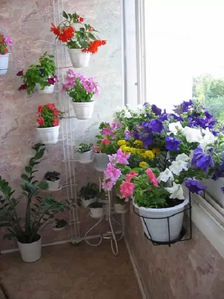 Fleurs de gradates sur le balcon dans des boîtes, des pots et de la bouillie!