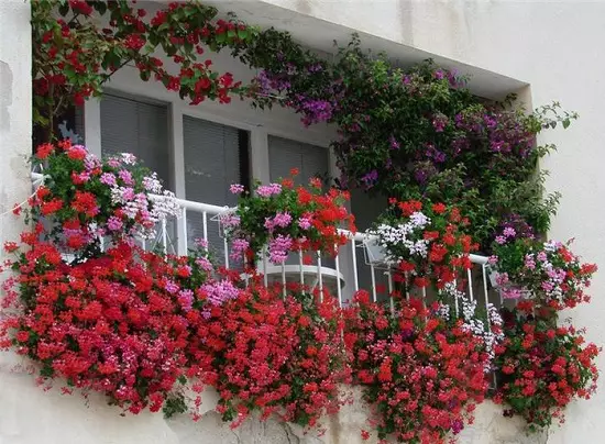 Flors de graduació al balcó en caixes, olles i farinetes!