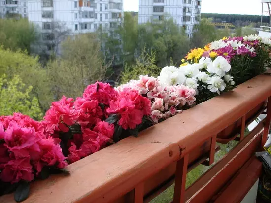 Fleurs de gradates sur le balcon dans des boîtes, des pots et de la bouillie!