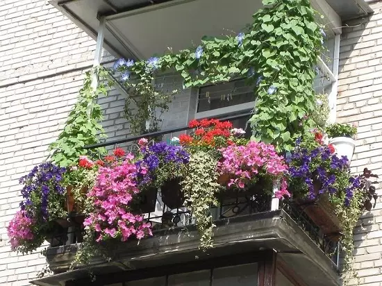 Izteikt ziedus uz balkona kastēs, podos un putrā!