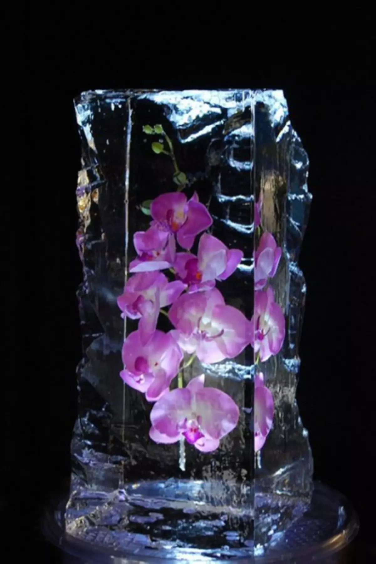 Ледяная Орхидея