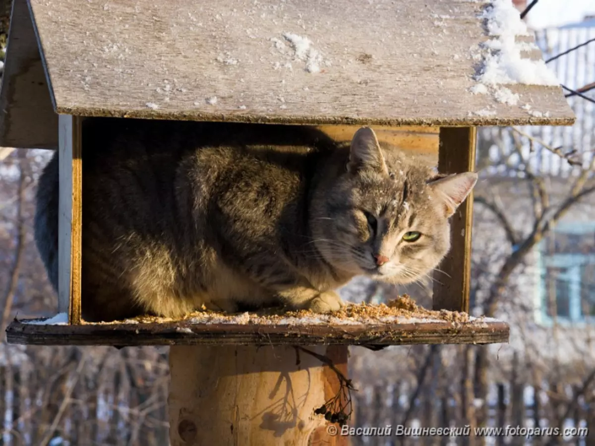 Коты в скворечнике