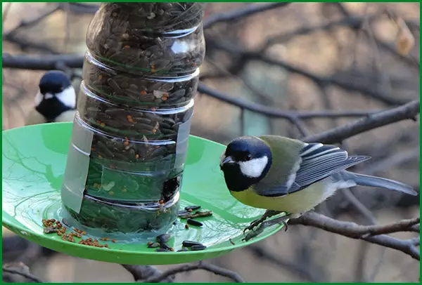 用自己的手從塑料瓶中的鳥類餵食器：碩士課與照片