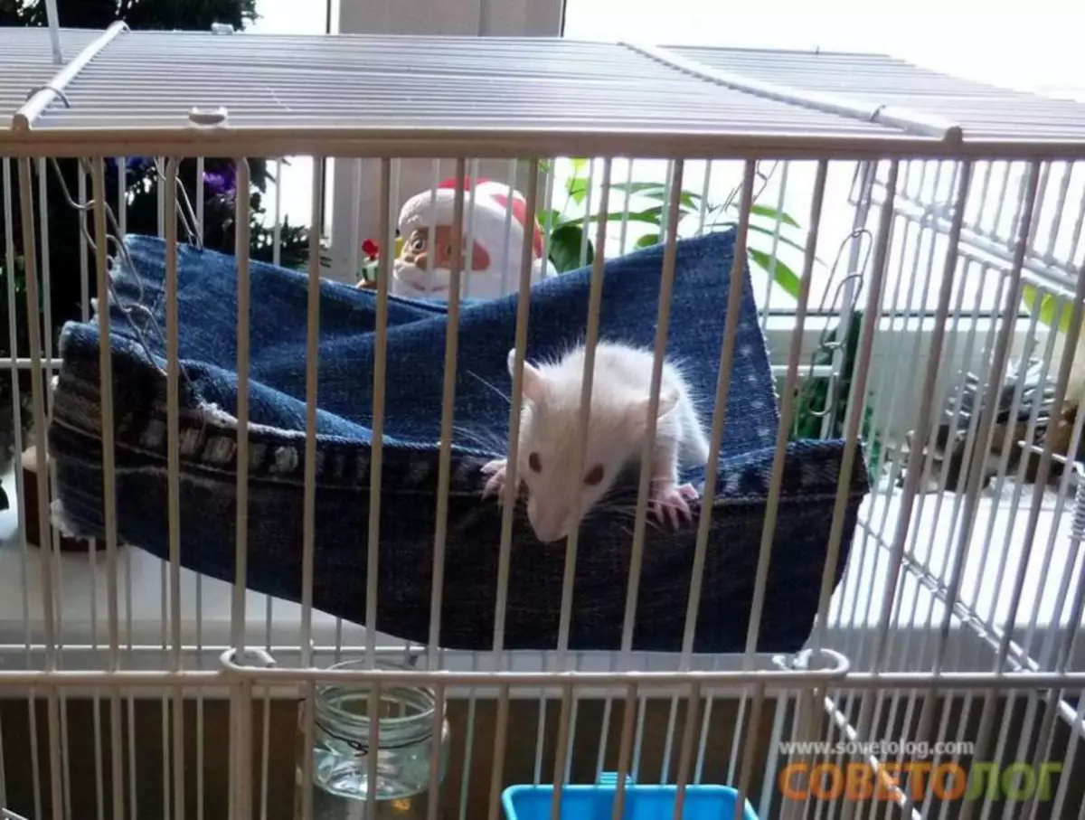 როგორ ჩადება hammock თქვენი ხელები Guinea Pig და Ferret ვიდეო ვიდეო