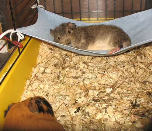 Hoe kinne jo in hammock meitsje mei jo eigen hannen foar guinea-pig en foar fretten mei fideo