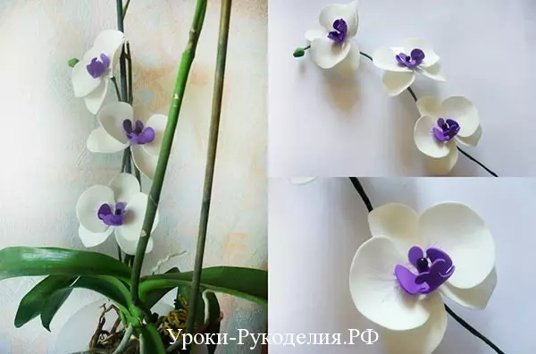 Klas Mèt sou Foamyran: Orchid, Georgin ak Mac ak foto ak videyo