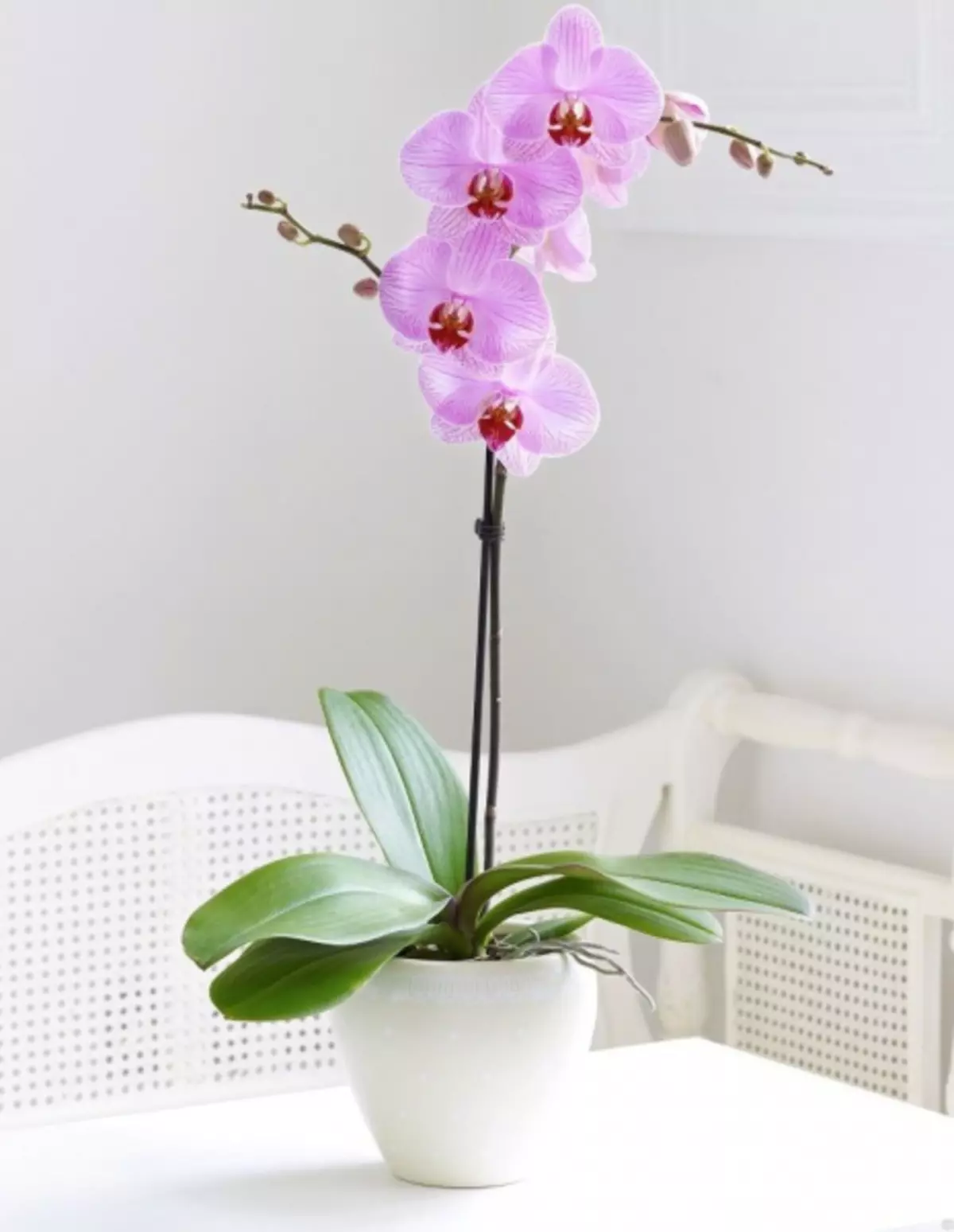 ຫ້ອງຮຽນແມ່ບົດໃນ FoamYRAN: Orchid, Georgin ແລະ Mac ພ້ອມຮູບແລະວີດີໂອ