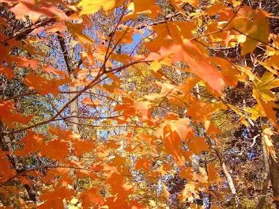 Guirlandas e coroas de follas de outono faino vostede mesmo