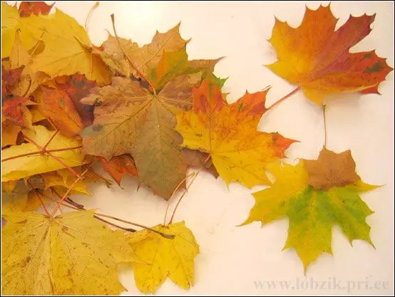 Autumn bouquet na ganye yi da kanka tare da hotuna da bidiyo