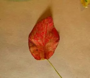 Autumn crafts do it yourself in kindergarten