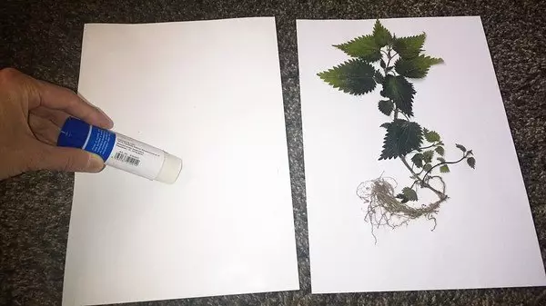 Herbarium fra blader med egne hender for barnehage og skole med bilder
