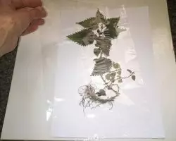 Herbarium frá laufum með eigin höndum fyrir leikskóla og skóla með myndum