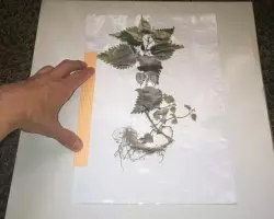 Herbarium site na akwụkwọ nke aka ha maka ụlọ akwụkwọ ọta akara na ụlọ akwụkwọ nwere foto