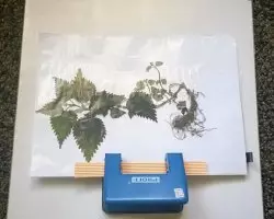 Herbaarium lehed oma käega lasteaia ja kooli fotodega