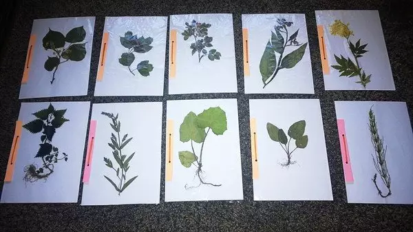 Herbarium nga gjethet me duart e tyre për kopshtin dhe shkollën me foto
