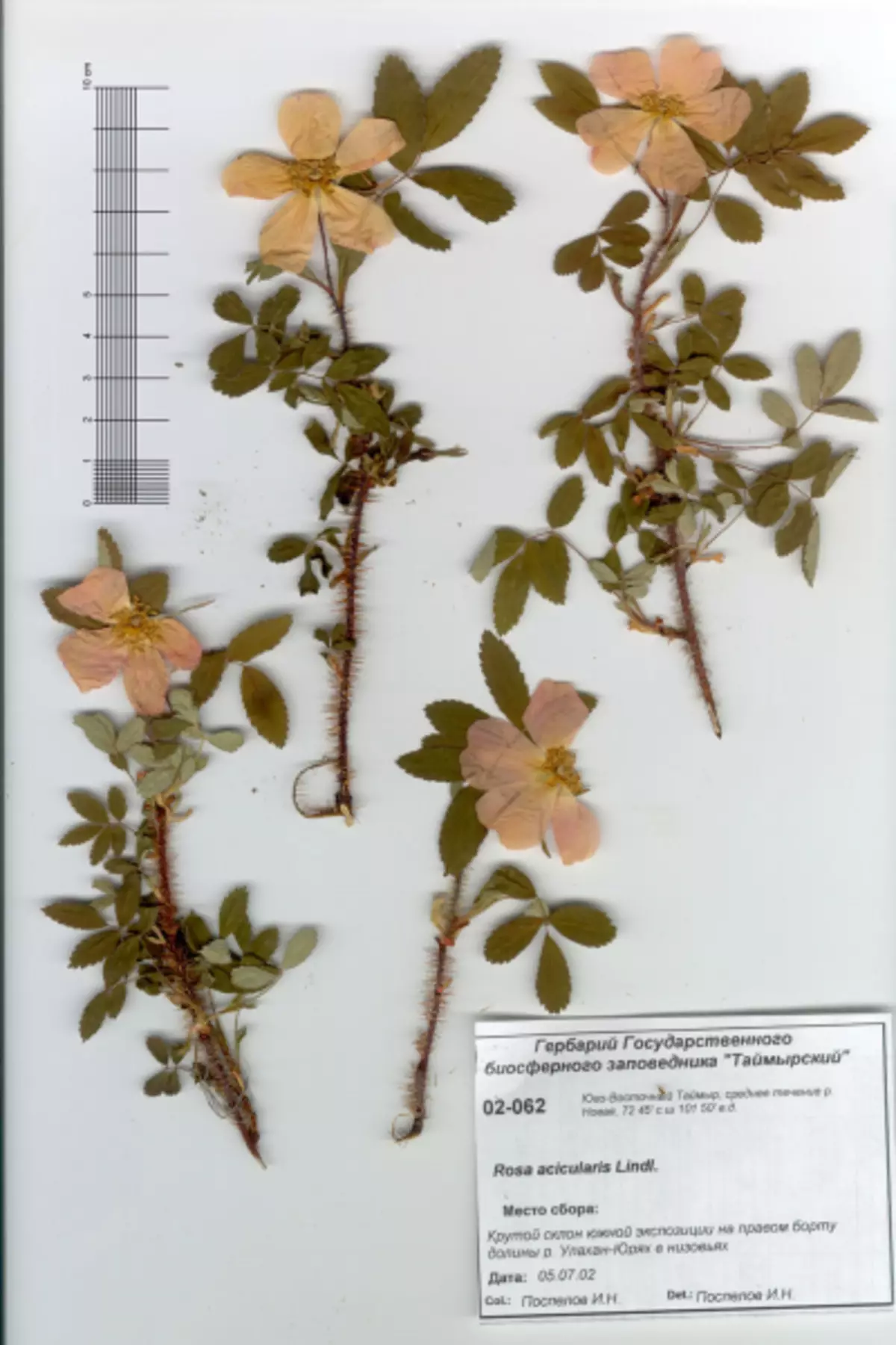 Herbarium iz listov s svojimi rokami za vrtce in šolo s fotografijami