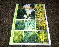 Herbarium fra blade med egne hænder til børnehave og skole med fotos