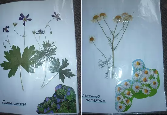 유치원과 학교 사진을위한 자신의 손으로 잎에서 식물 표본 상자