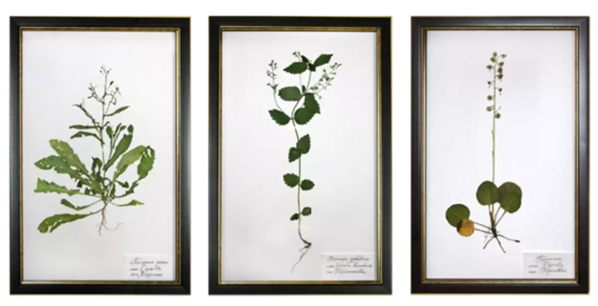 Herbarium iz listov s svojimi rokami za vrtce in šolo s fotografijami