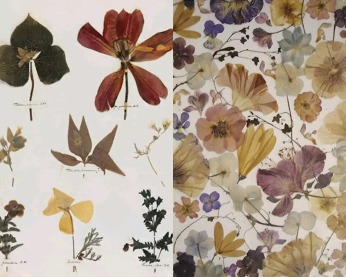 Herbarium fra blader med egne hender for barnehage og skole med bilder