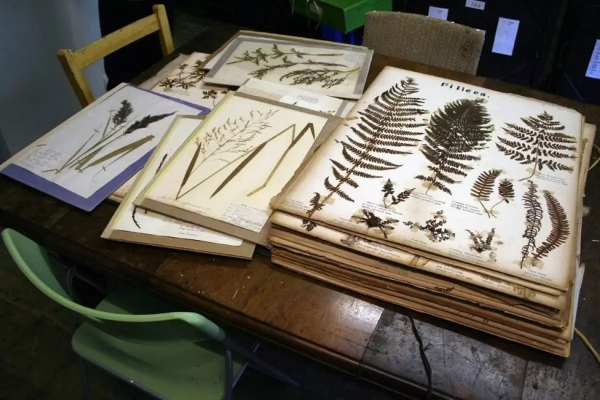 Herbarium von Blättern mit ihren eigenen Händen für Kindergarten und Schule mit Fotos