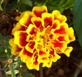 Paano matuyo ang mga bulaklak para sa Herbarium