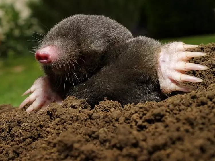 Wie man das Crotteen im Gartengrundstück loswerden