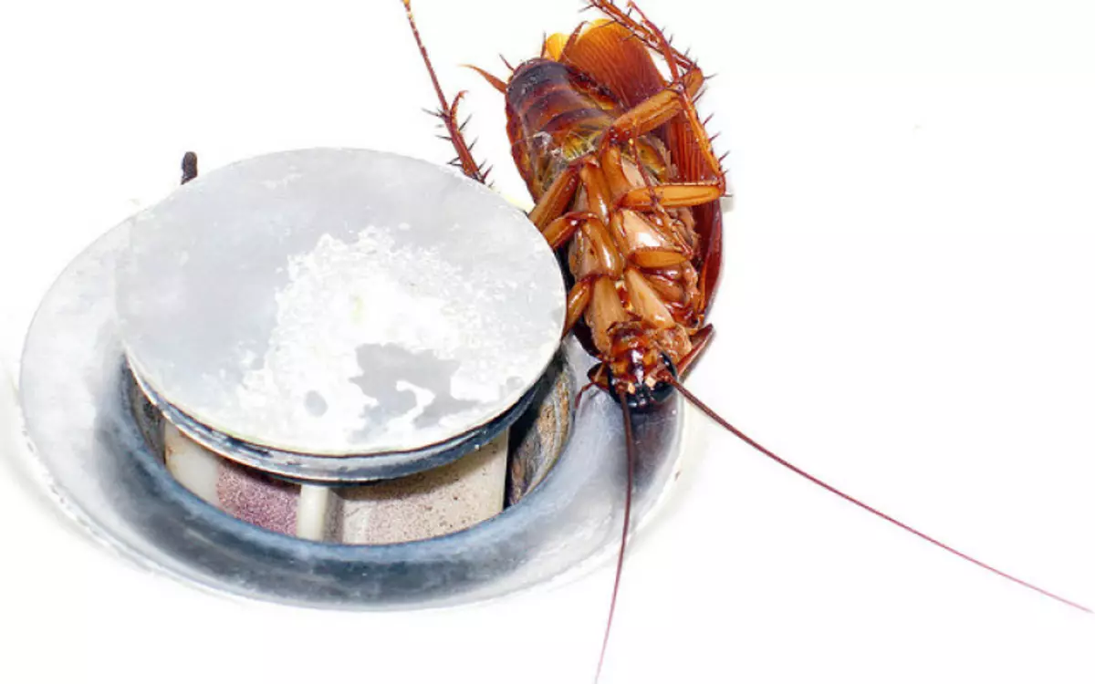 Как да донесете хлебарки в апартамента по фолк средства