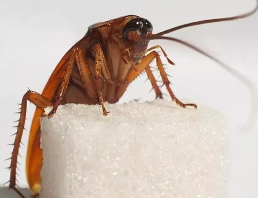 Kako pripeljati ščurke v apartmaju z ljudskimi zdravili