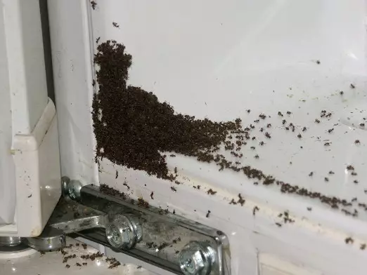 Come puoi sbarazzarti di piccole formiche in cucina?
