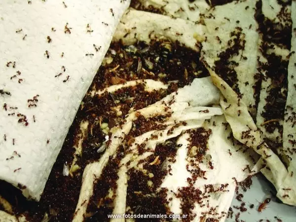 Como se pode desfacer de pequenas formigas na cociña?