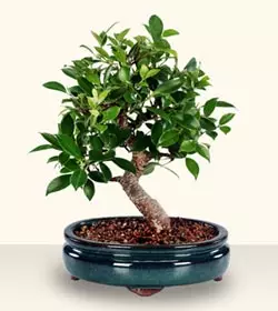 Bonsai muny özüňiz ediň: wideo we suratlar bilen başlyk synpy