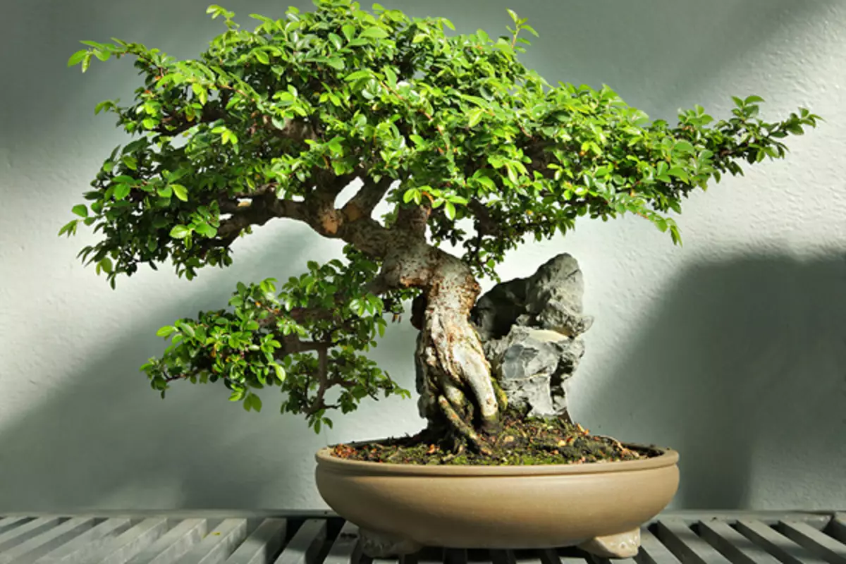 Bonsai این را خودتان جزئیات: کلاس استاد با ویدئو و عکس