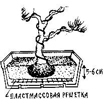 Bonsai این را خودتان جزئیات: کلاس استاد با ویدئو و عکس