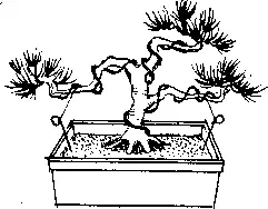 Bonsai این را خودتان جزئیات: کلاس استاد با ویدئو و عکس