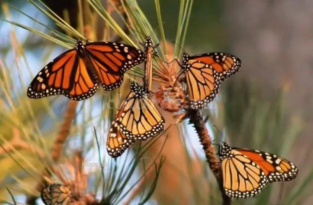 Klas Nna-ukwu na Butterflies nke karama plastik: ụdị ihe omume