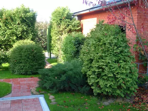 Hoe bomen en struiken te planten voor landschapsontwerp